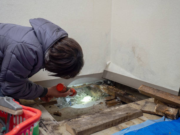 Best Mold Damage Restoration  in Fall Creek, WI