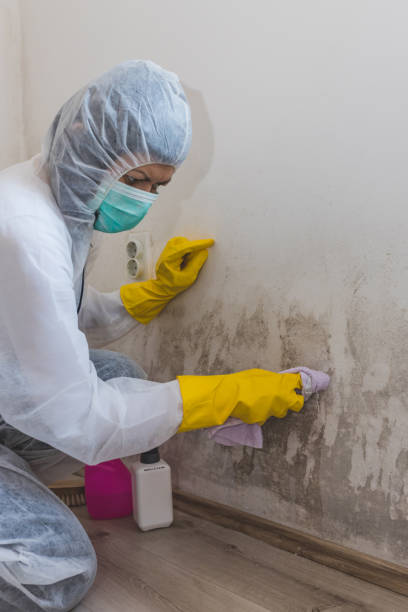Best Water Damage & Mold Remediation  in Fall Creek, WI