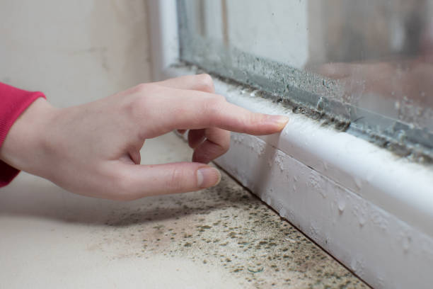 Asbestos and Lead Testing During Mold Inspection in Fall Creek, WI