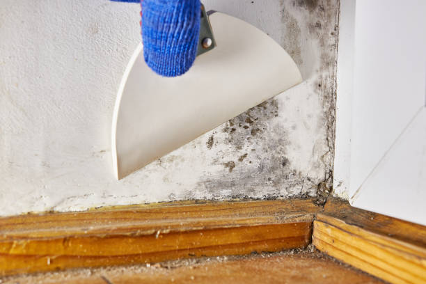 Best Post-Construction Mold Inspection  in Fall Creek, WI