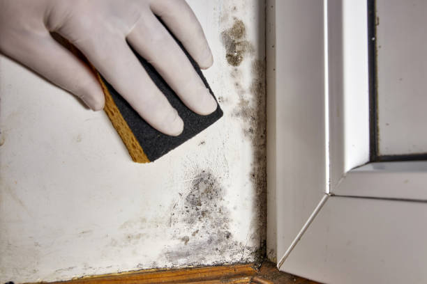 Biohazard Mold Removal in Fall Creek, WI
