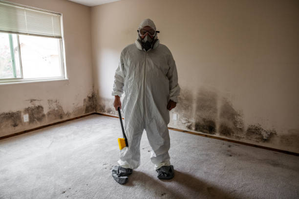 Best Basement Mold Removal  in Fall Creek, WI